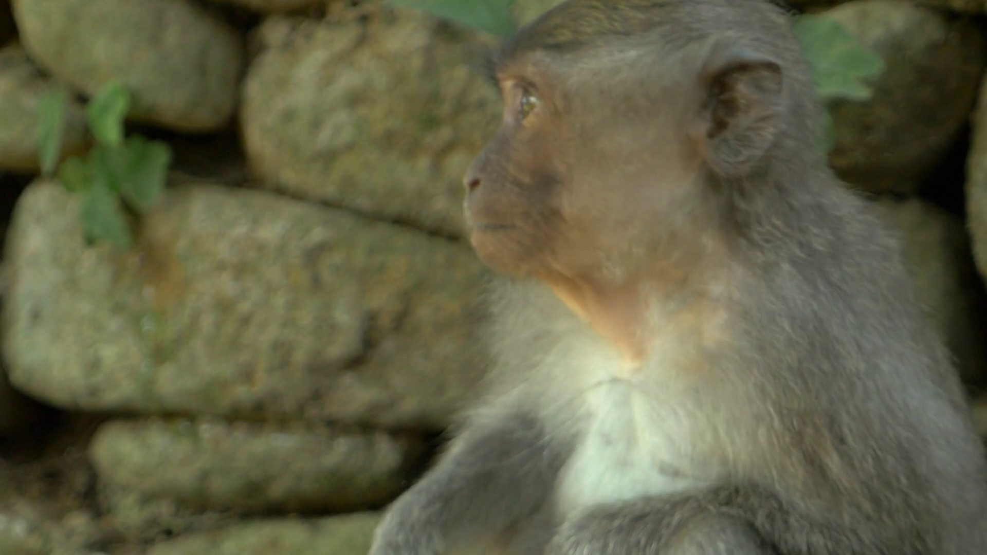 A small macaque monkey in the Monkey Forest in Ubud, Bali looking