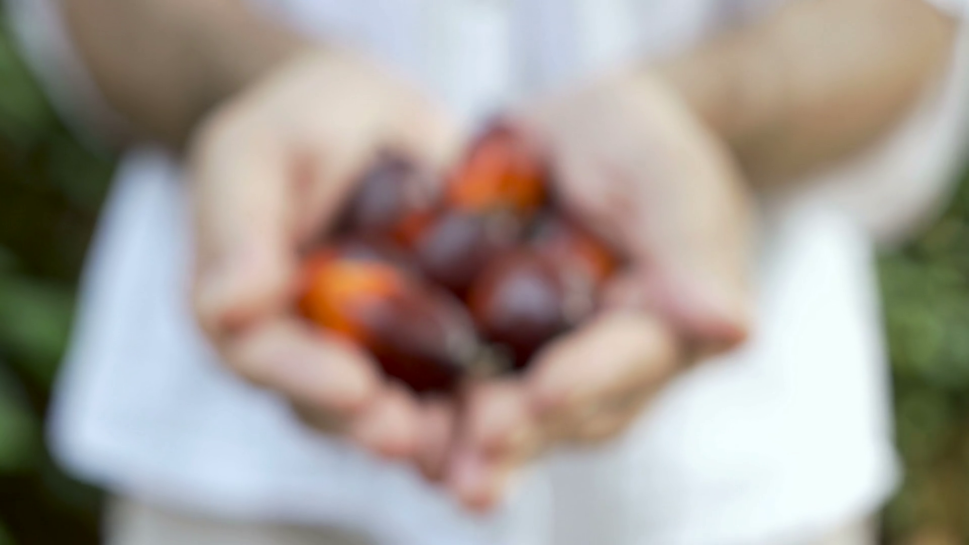 Palm Berries Used To Make Palm Oil Held In Stock Footage SBV306338737