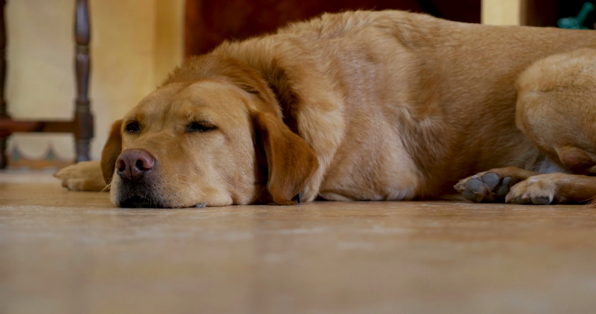 Low angle of a golden or yellow labrador retriever dog lying on the floor, relaxed and resting