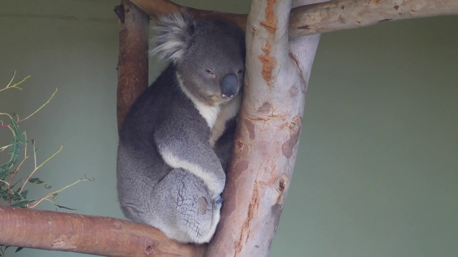 Cute koala on a tree Stock Video Footage 0011 SBV335554685 Storyblocks
