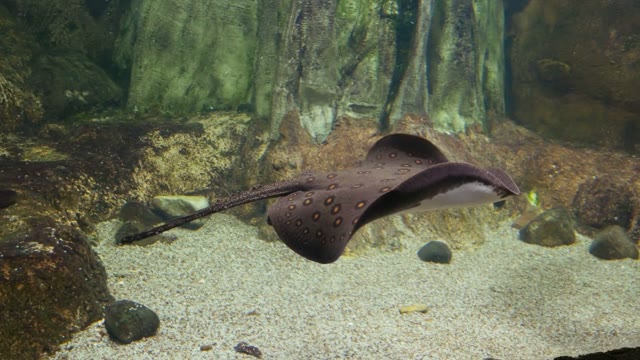 Pectoral Fins Stock Footage: Royalty-Free Video Clips - Storyblocks