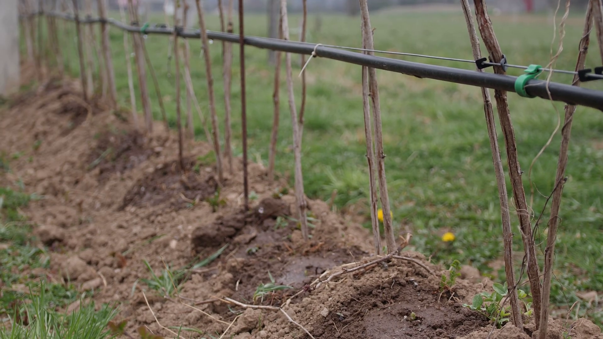 Footage of the irrigation of raspberries used on an organic farma farm