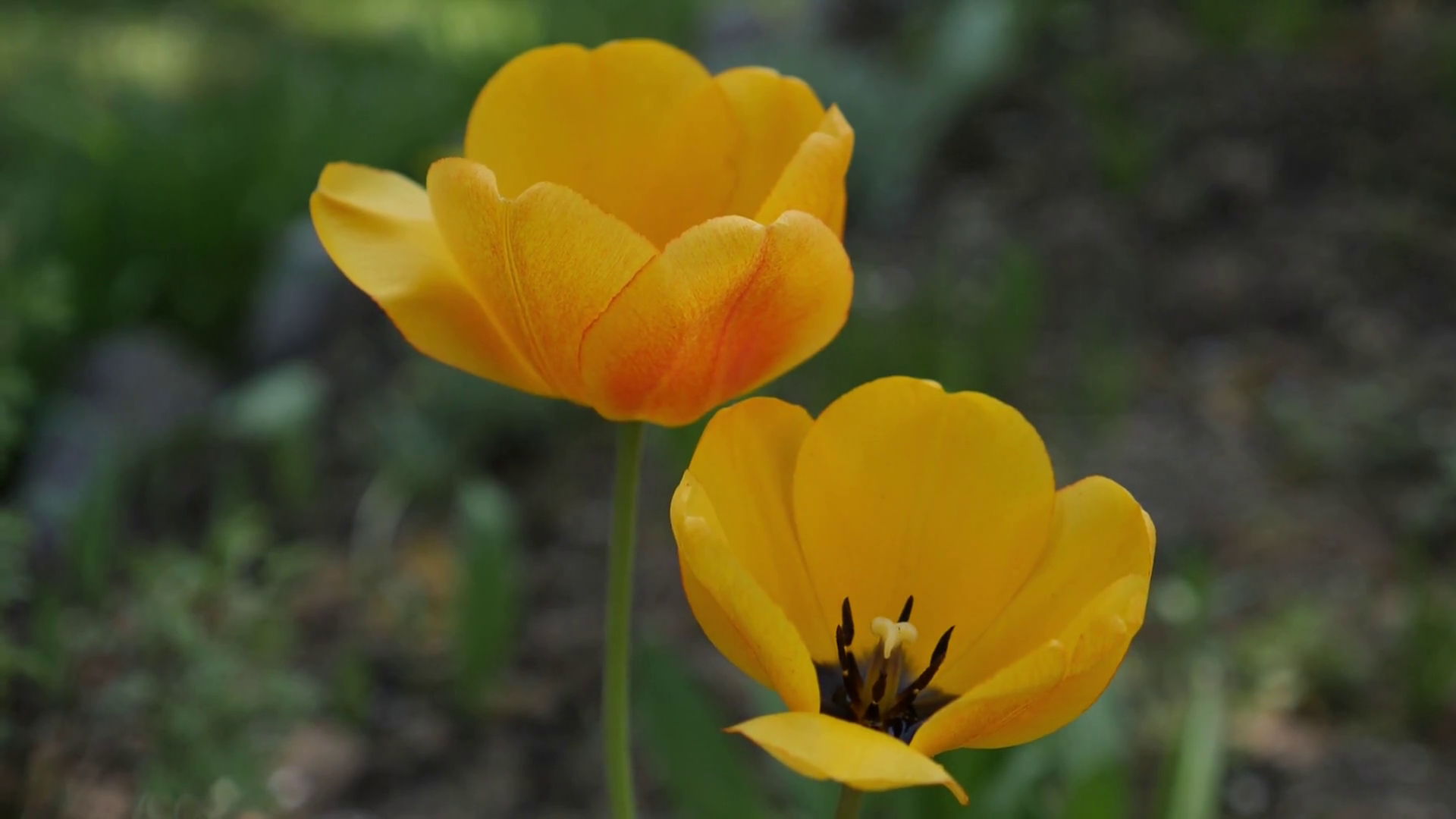Slow motion of beautiful two flowers on a meadow Stock Video Footage 00