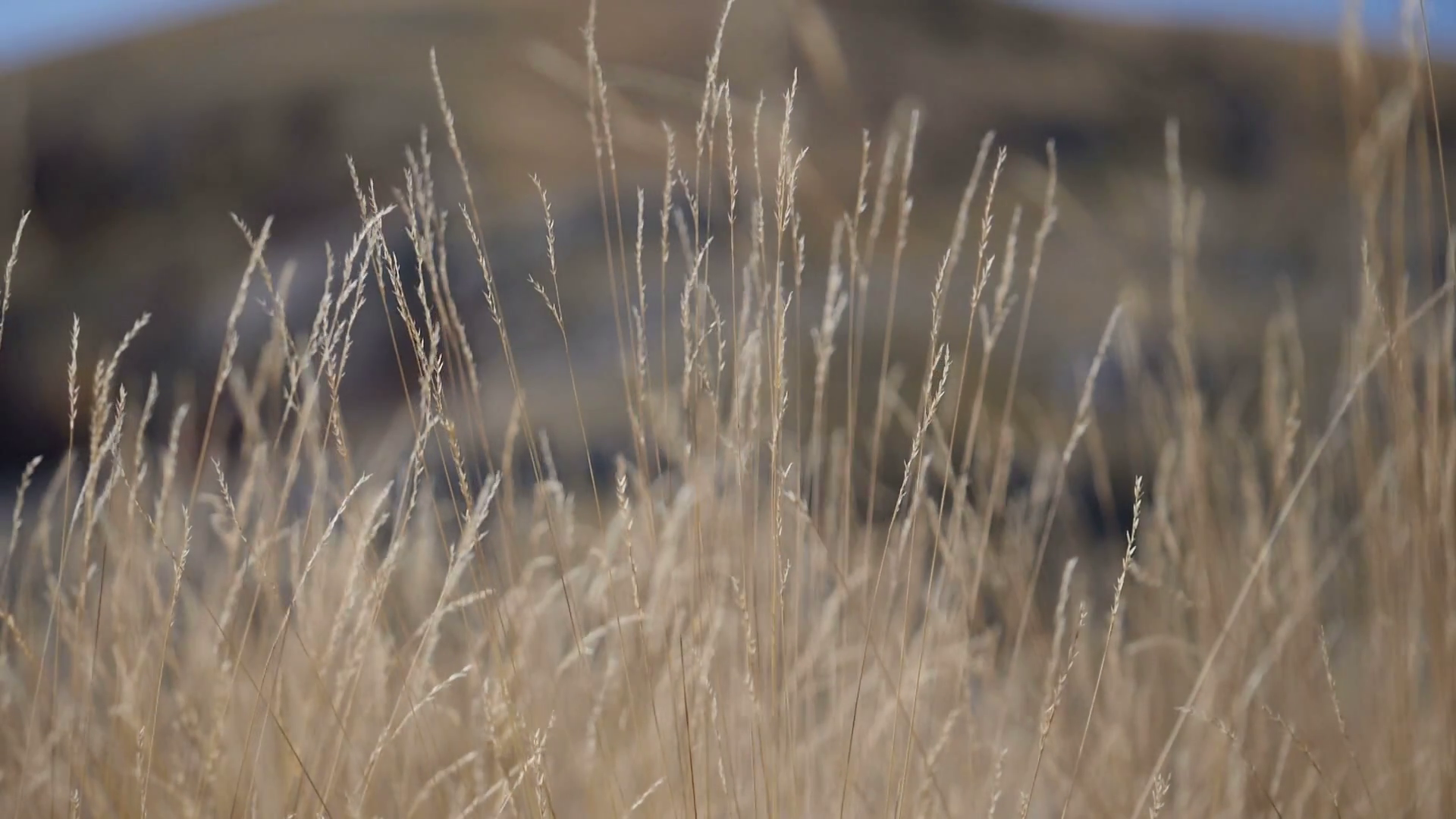 Wind Blowing Across Forest Meadow Stock Footage SBV-338137614 - Storyblocks