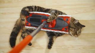 Cleaning floor with cute cat in slow motion 4K. Person point of view of British breed cat on the stick in focus while sliding on home floor cleaning dust. Cat doesn't care.