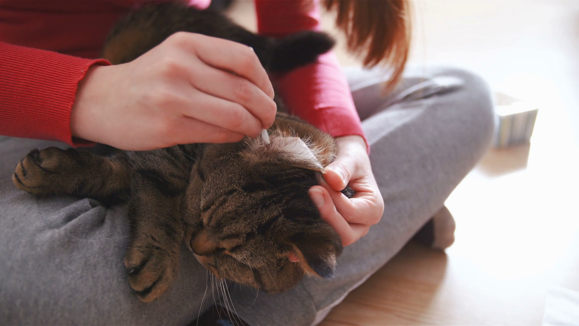 Curated visual reference: Cat Ear Cleaning With A Cotton Swab Reference: Cat Ear Cleaning Process With Cotton Swab 4K Stock Footage