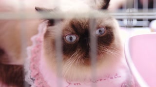 Birman cat inside a cage 4K.Long shot of a cute cat in focus looking around while resting inside the cage.