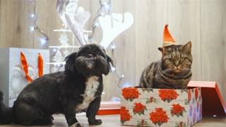 Getting a cat and dog for Christmas presents 4K. Wide shot of a black dog and a cat inside the box in focus posing for the camera. Dog wearing reindeer antlers and cat a Santa hat.