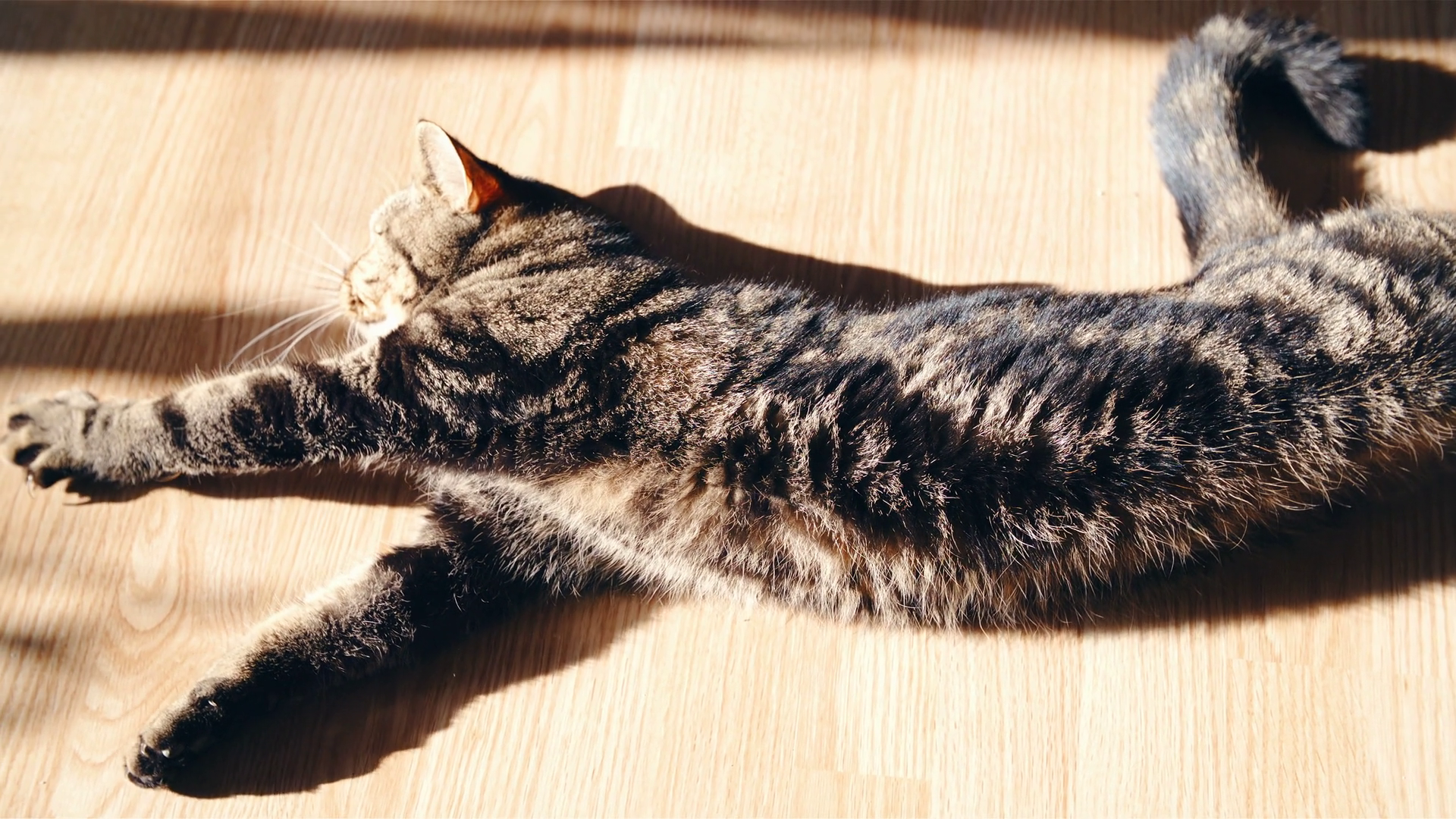 British Cat On Floor Stretched Out Stock Footage SBV-352781381 ...