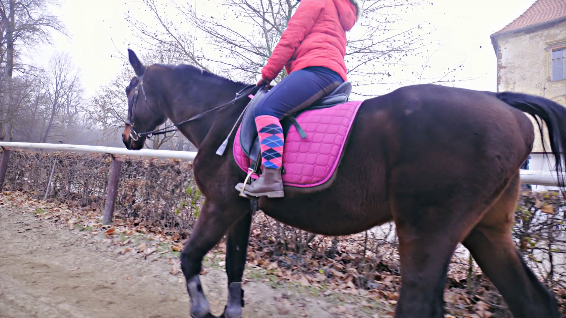 Person Riding Dark Brown Horse Inside Manege Stock Footage SBV ...