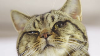 Cat wink with eye low angle closeup 4K. Adorable cute cat head closeup, low angle view. British breed cat with brown and black stripes. Big whiskers.