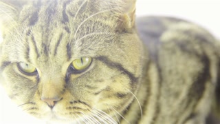 Cat with bright light in background 4K. Cute British breed kitten sitting in front of bright white background. Overexposed shoot from background.