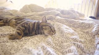 Beautiful cat lying on bed relaxed 4K. Gimbal stabilizator slide over bed and beside black striped cat sleeping on bedroom bed with bright backlit.