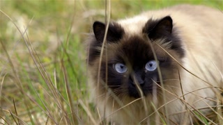 Big blue cat eyes in grass. Birman cat breed with dark head and bright color body hair enjoying time in nature.