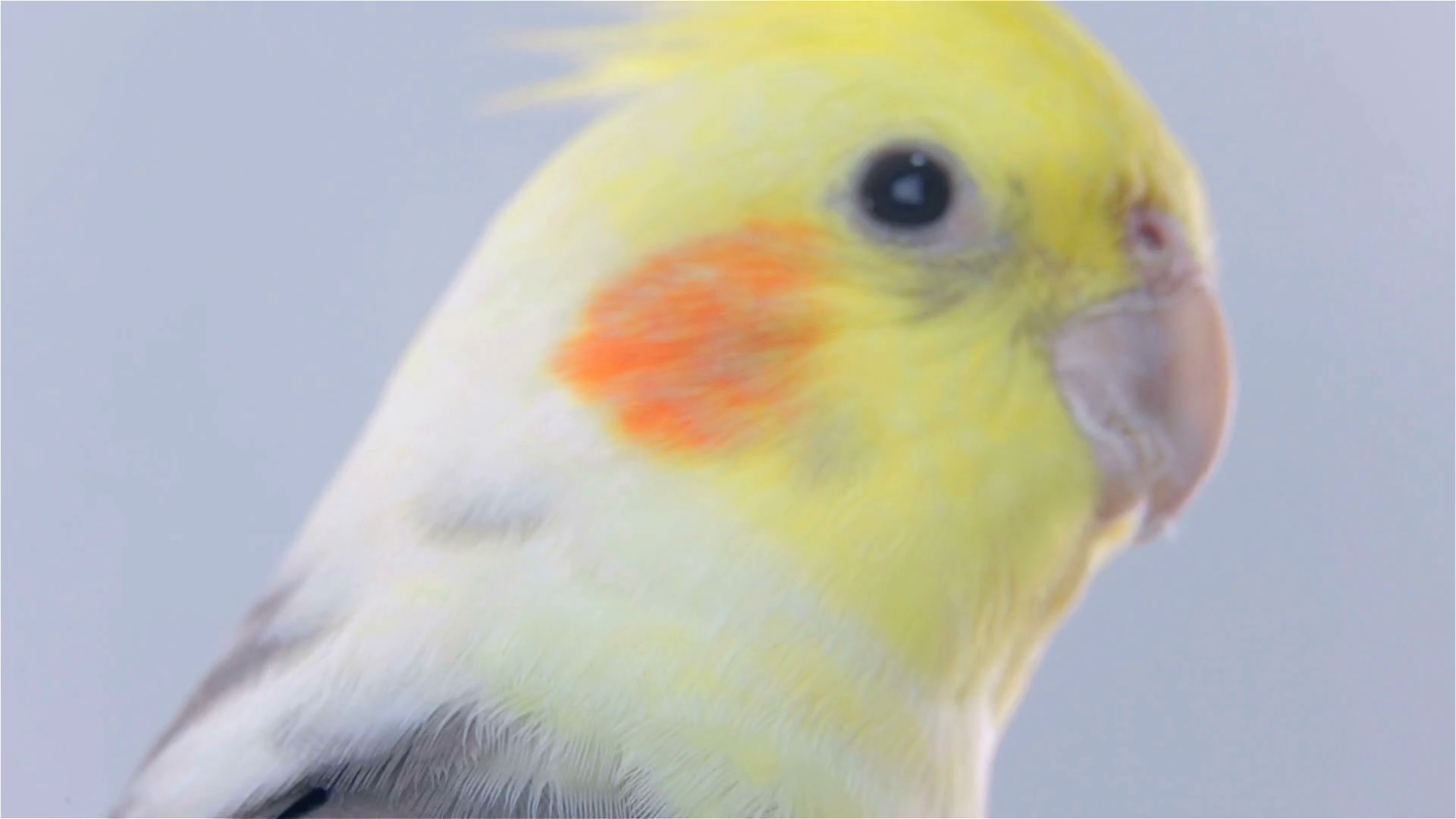 Bird Cockatiel Angry Chirping Close Up Stock Footage SBV316514398