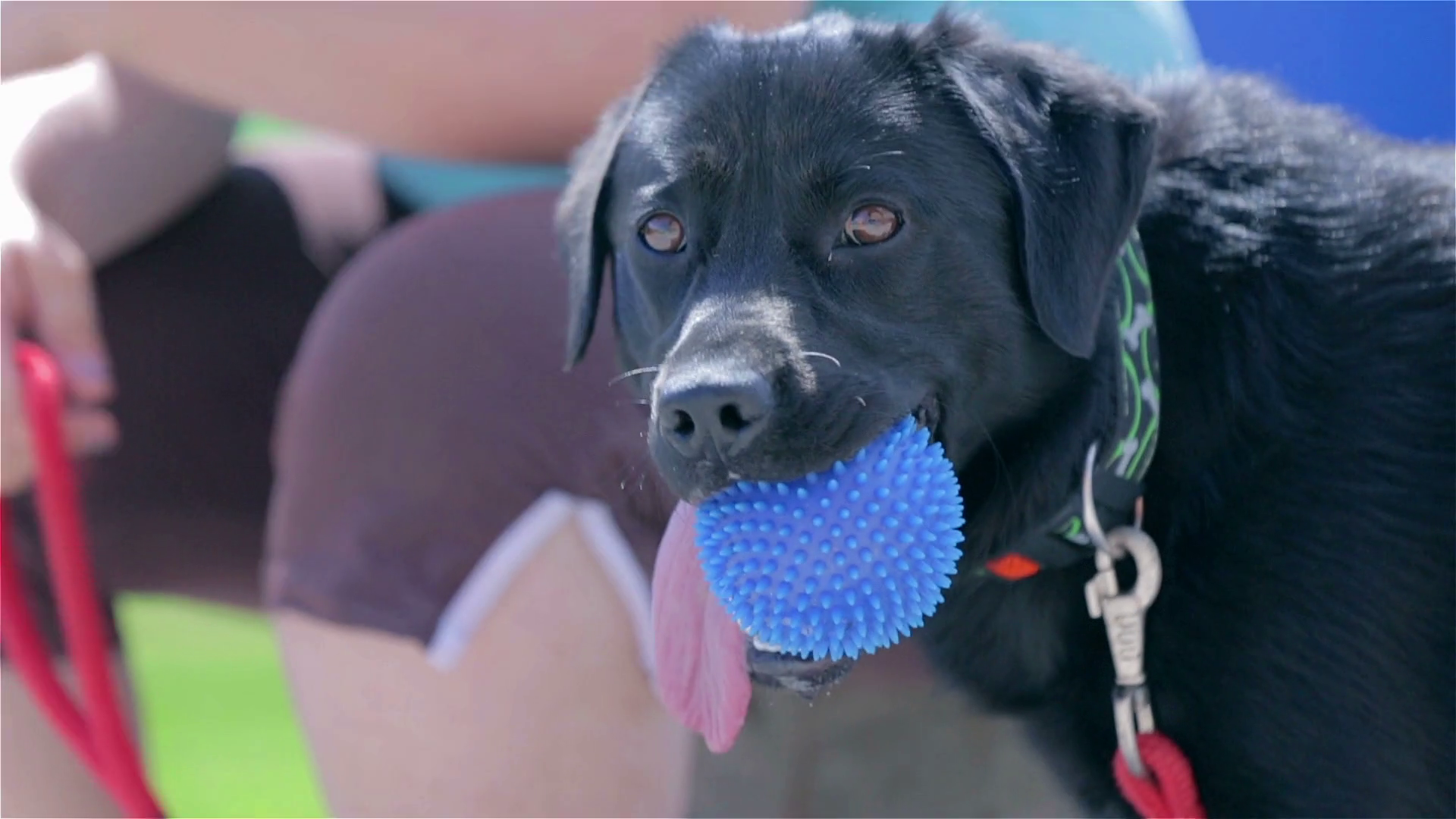Black Labrador with blue ball in mouth. Cute dog on a sunny day