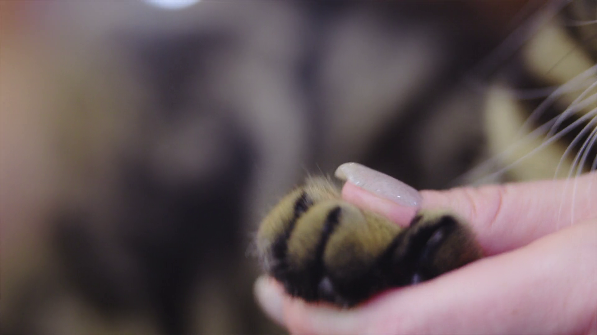 Cutting Cat Claws Close Up 4k Stock Footage SBV-346820547 - Storyblocks