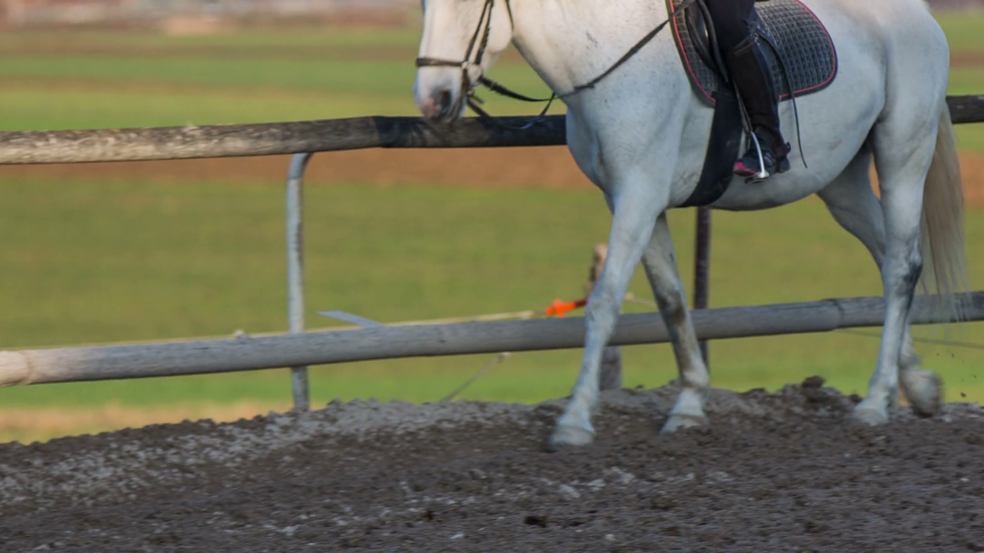 Horse hooves stepping in mud. White Lipizzan walking around inside the