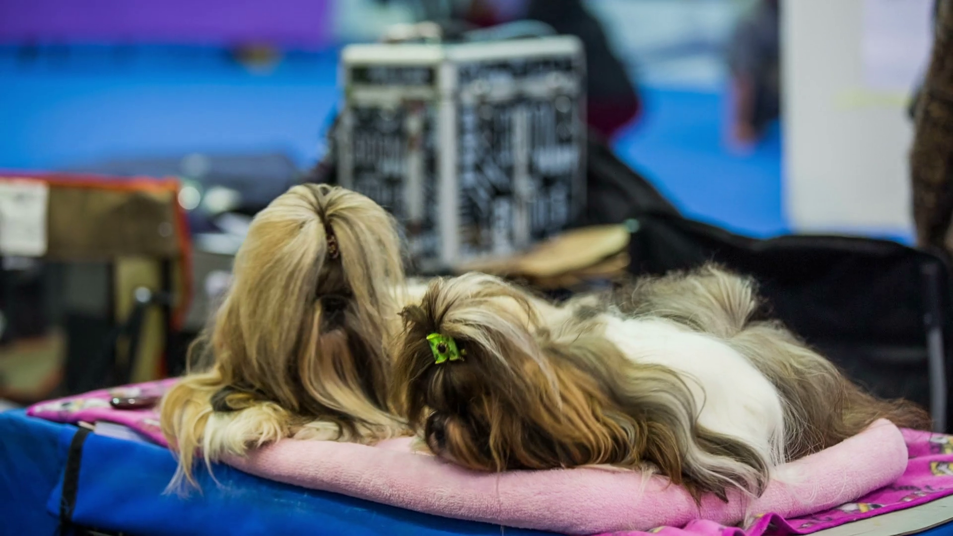 shih tzu grooming pillow