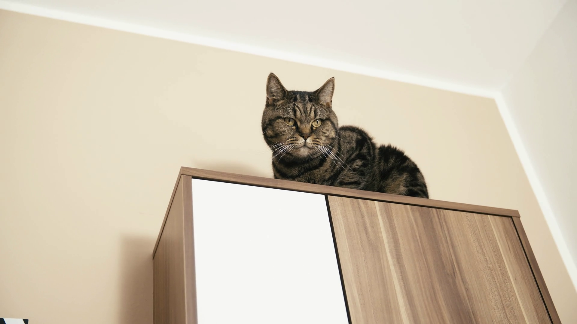 Cute Cat Observing From Top Of Cupboard 4k Stock Footage SBV-352999672 ...
