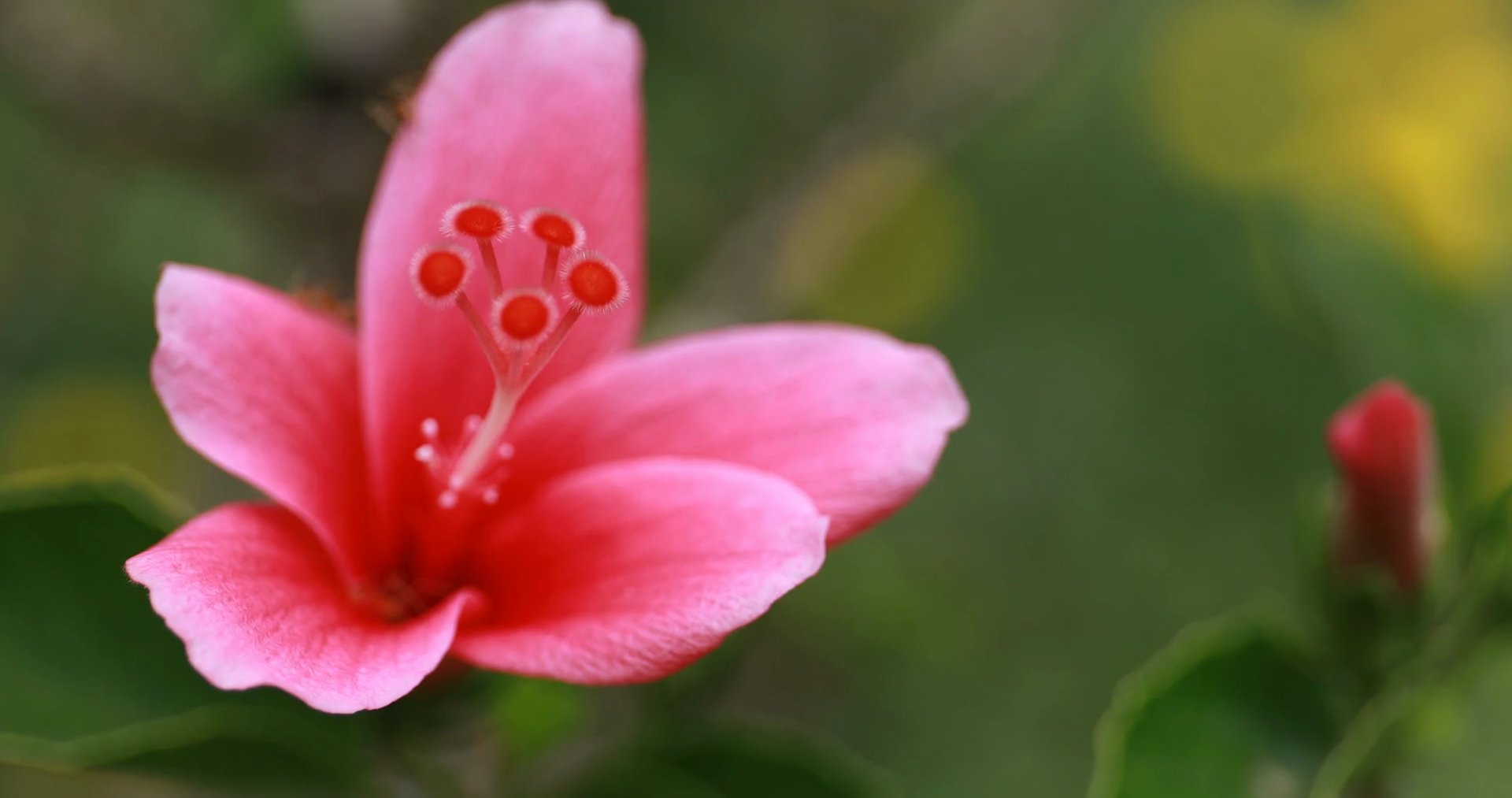 CLOSE UP Beautiful blooming flowers swaying in the wind Stock Video