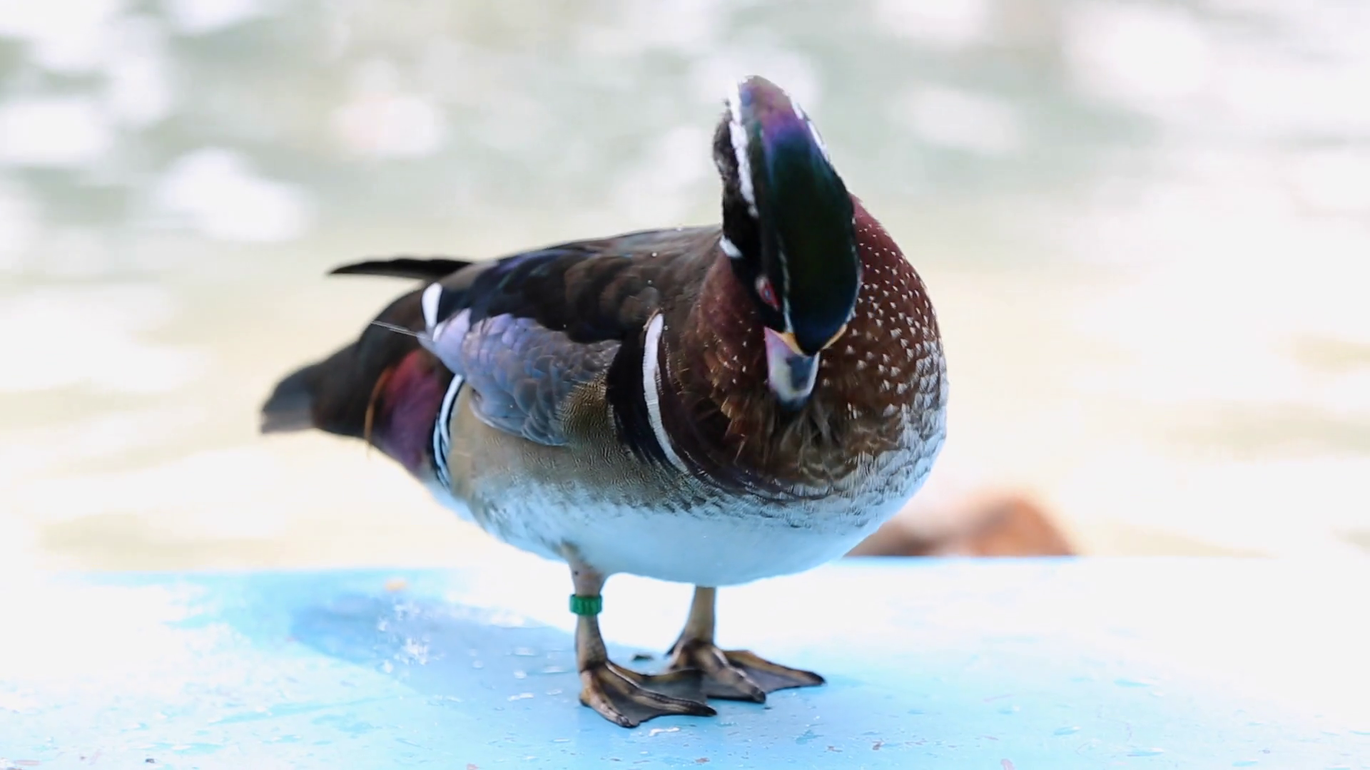 The wood duck is the most colorful North American waterfowl species of