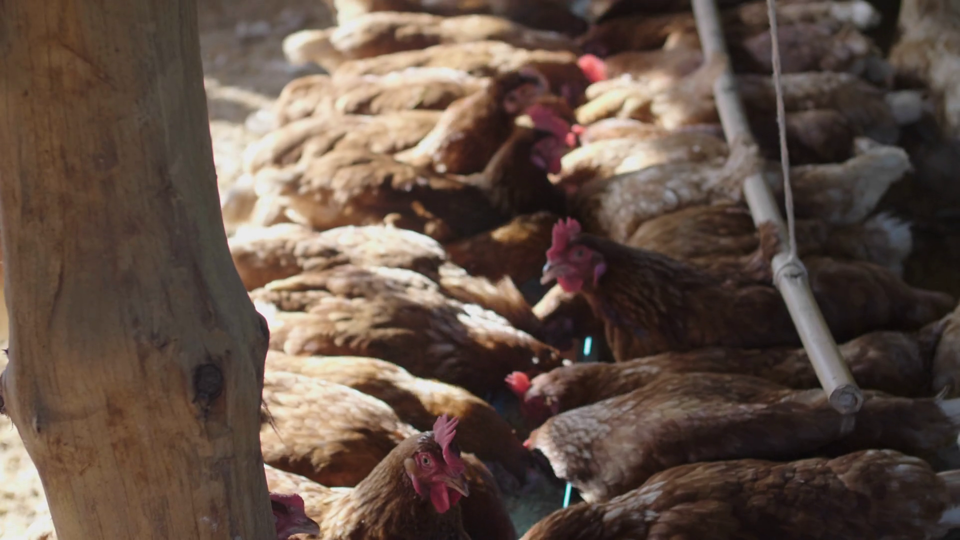 The farmers at the farm are feeding their hens. Poultry Farm With Lots