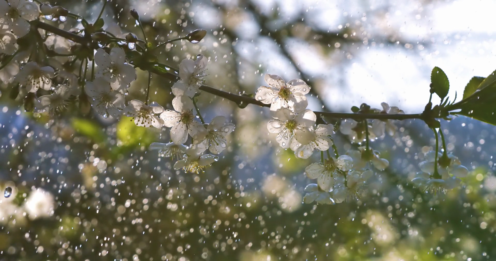 Cherry Blossom Period Drops Of Spring Rain Stock Footage SBV-351826796 ...