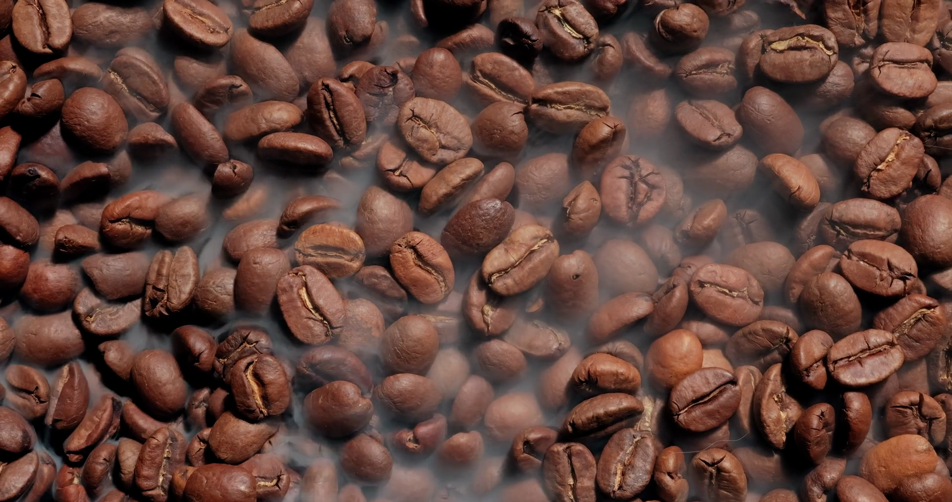 Close Up Of Seeds Of Coffee Fragrant Coffee Stock Footage SBV-351678785 ...