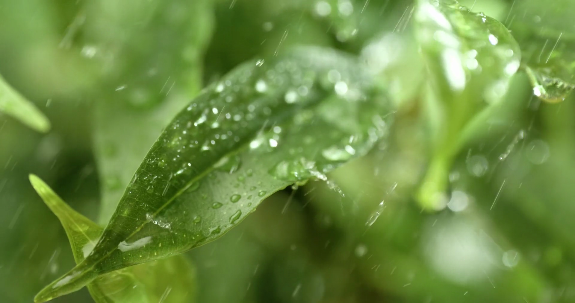 Close Up Of Raindrops In Super Slow Motion Stock Footage SBV-352046557 ...