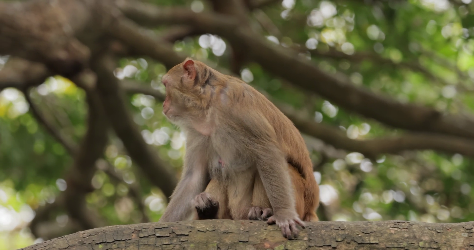 Macaques In Nature Macaques Constitute Genus Stock Footage SBV ...