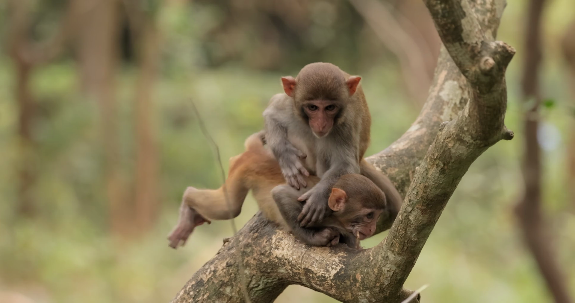 Macaques In Nature Macaques Constitute Genus Stock Footage SBV ...