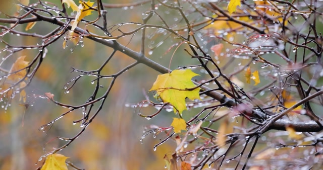 Damp Weather Stock Footage: Royalty-Free Video Clips - Storyblocks