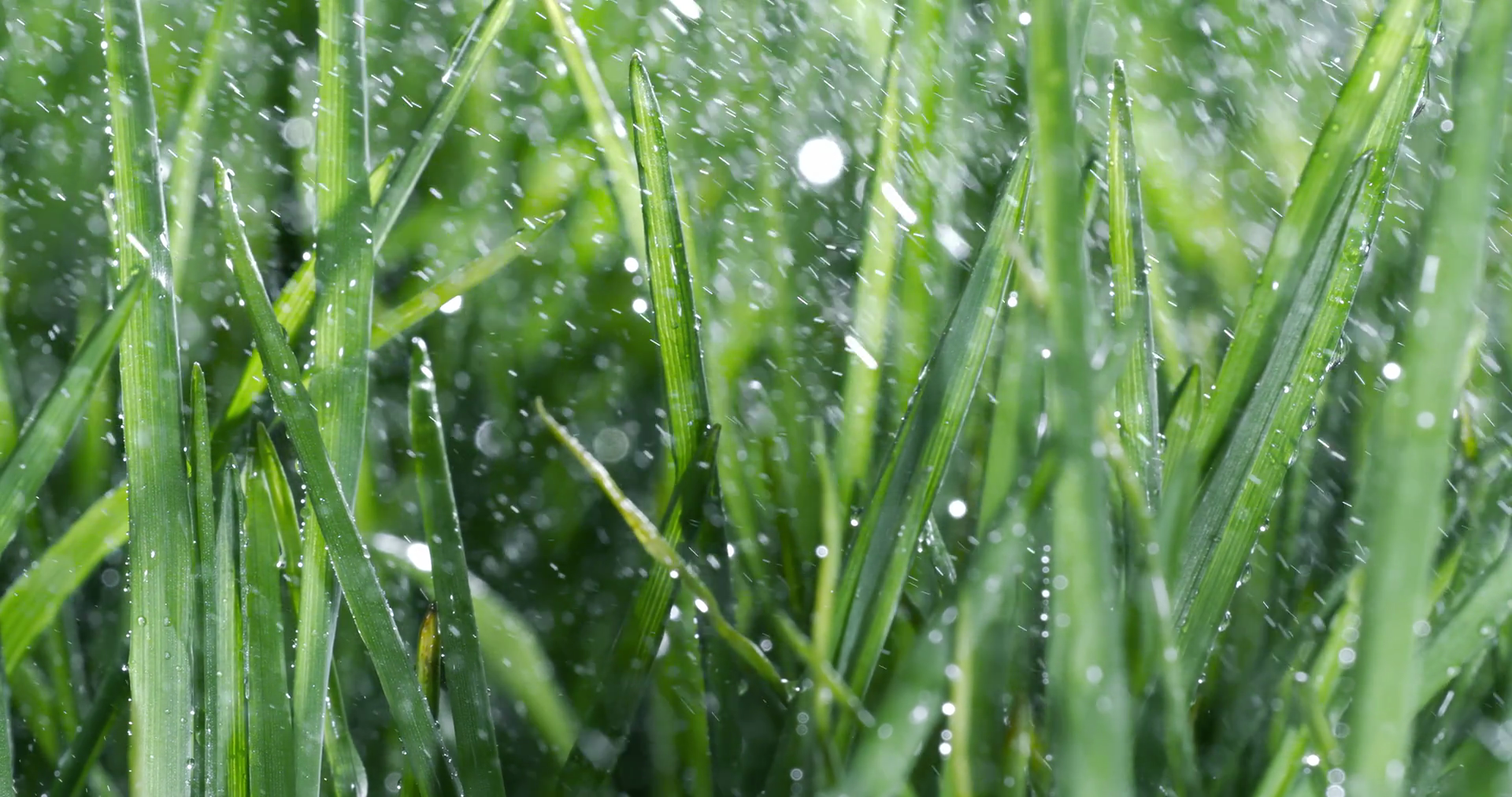 Green Grass Close-up Raindrops Slowly Stock Footage SBV-351932178 ...