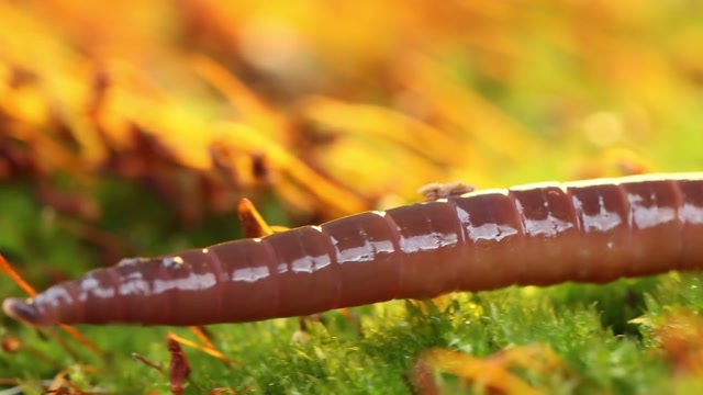 Earth Worm Stock Footage: Royalty-Free Video Clips - Storyblocks