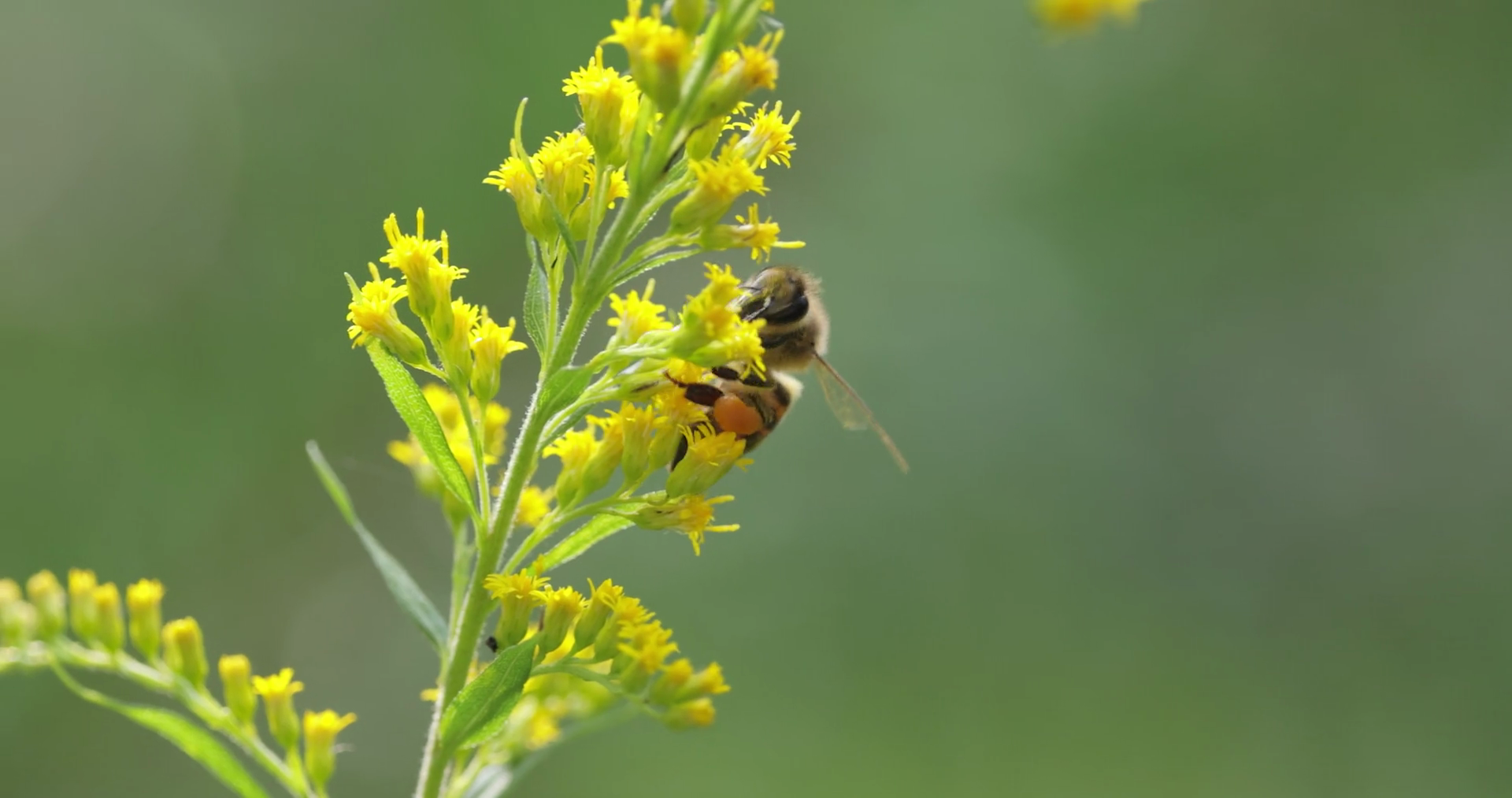 Bee Pollinating Collects Nectar From Flower Stock Footage SBV347542587