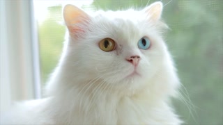 Domestic cat with complete heterochromia. White cat with different colored eyes is sitting by the window.
