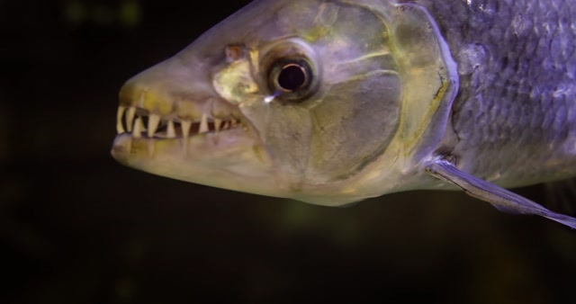 Freshwater Aquarium Stock Footage: Royalty-Free Video Clips - Storyblocks