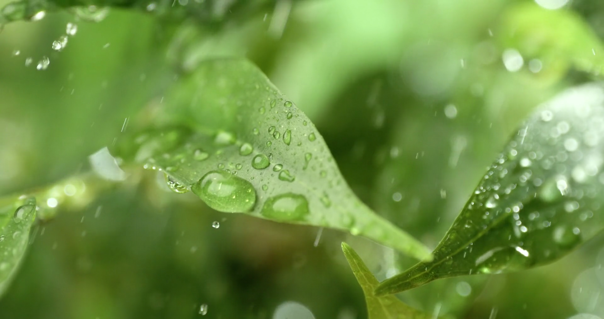 Close Up Of Raindrops In Super Slow Motion Stock Footage SBV-348732849 ...