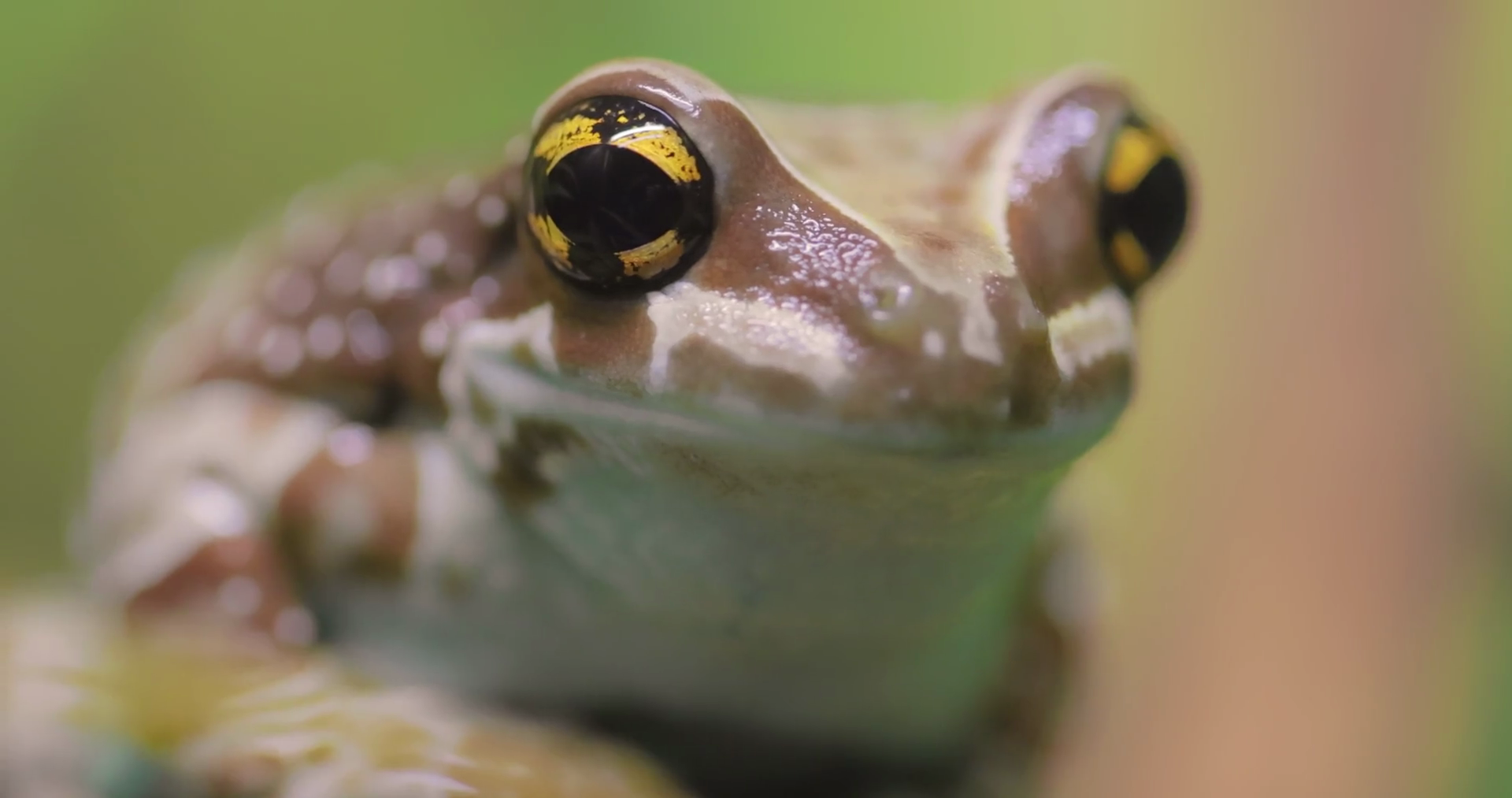 Mission Goldeneyed Tree Frog Amazon Milk Stock Footage SBV338793754