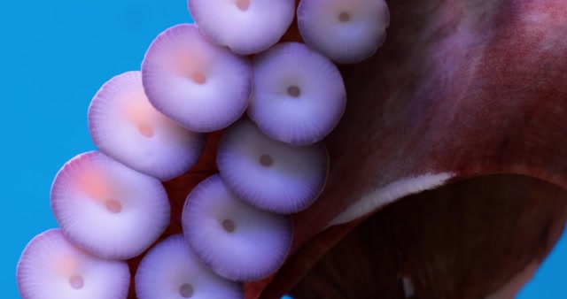 Octopuss Stock Footage: Royalty-Free Video Clips - Storyblocks