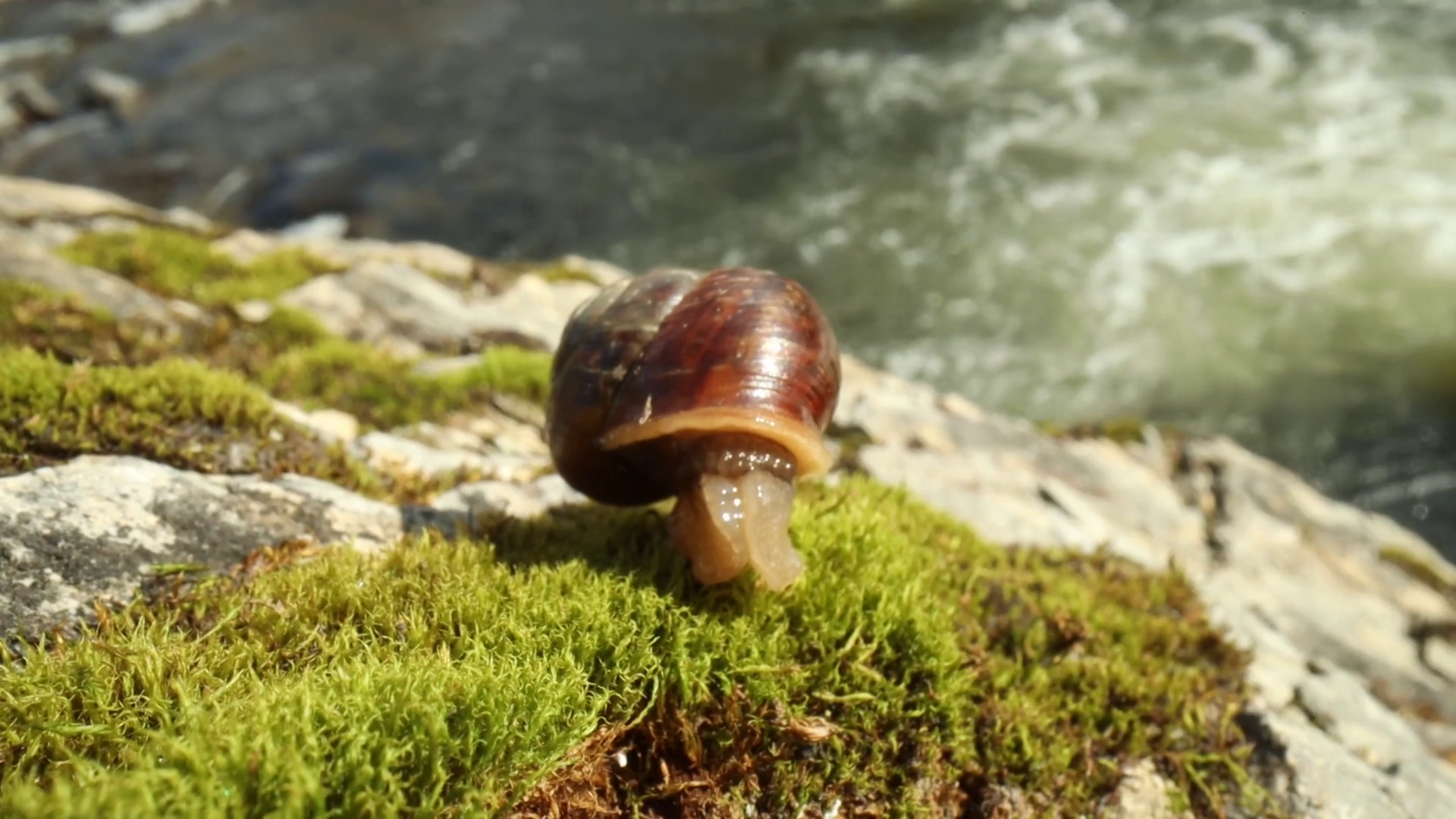 Snail slowly creeping macro closeup Stock Video Footage 0021 SBV337751177 Storyblocks