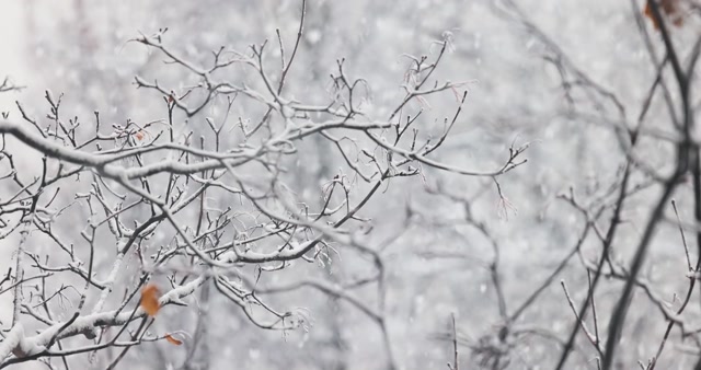 Slow Motion Snow Stock Footage: Royalty-Free Video Clips - Storyblocks