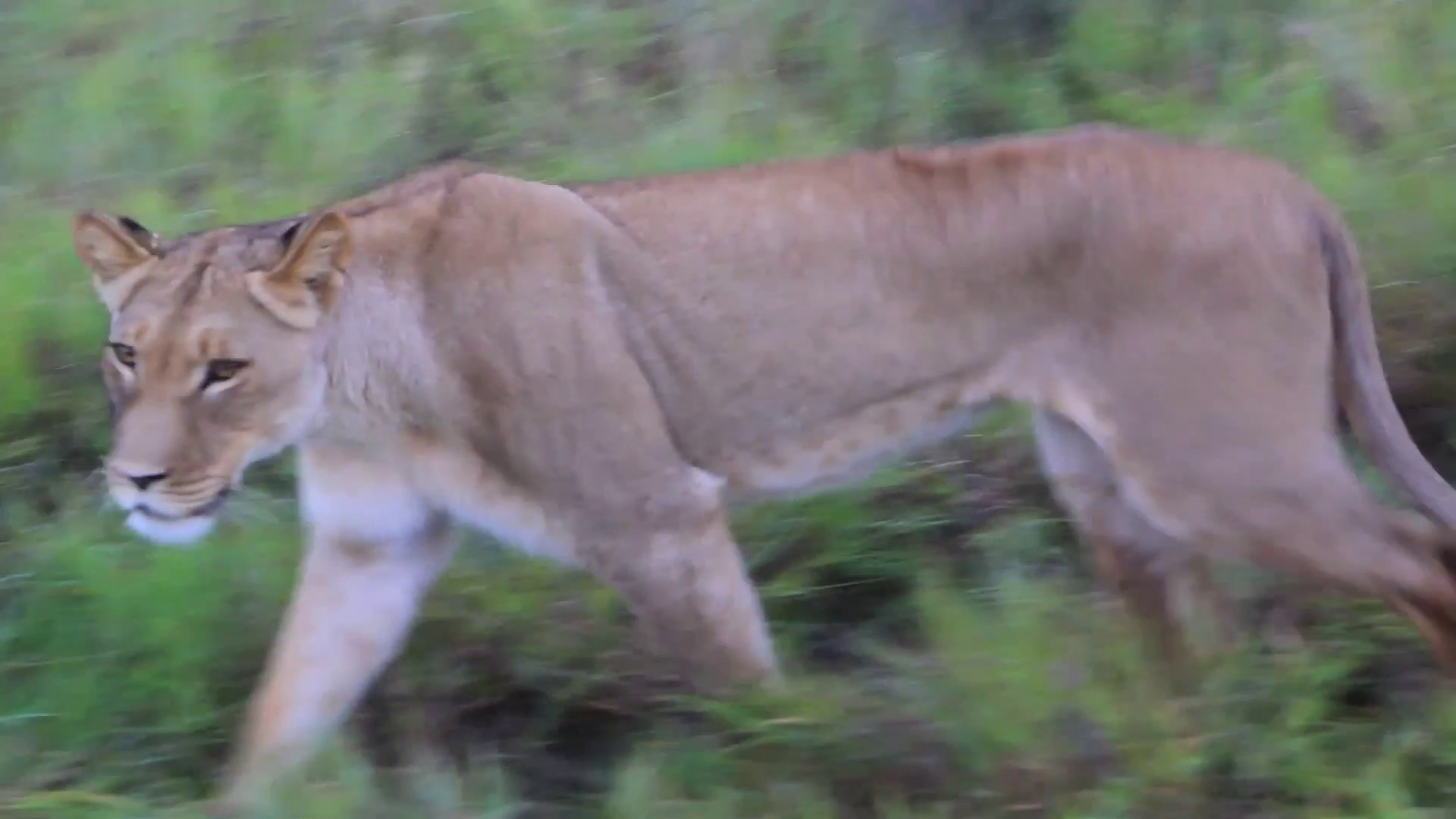 African Lion Walks Through Grass Stock Footage SBV 301035554 Storyblocks