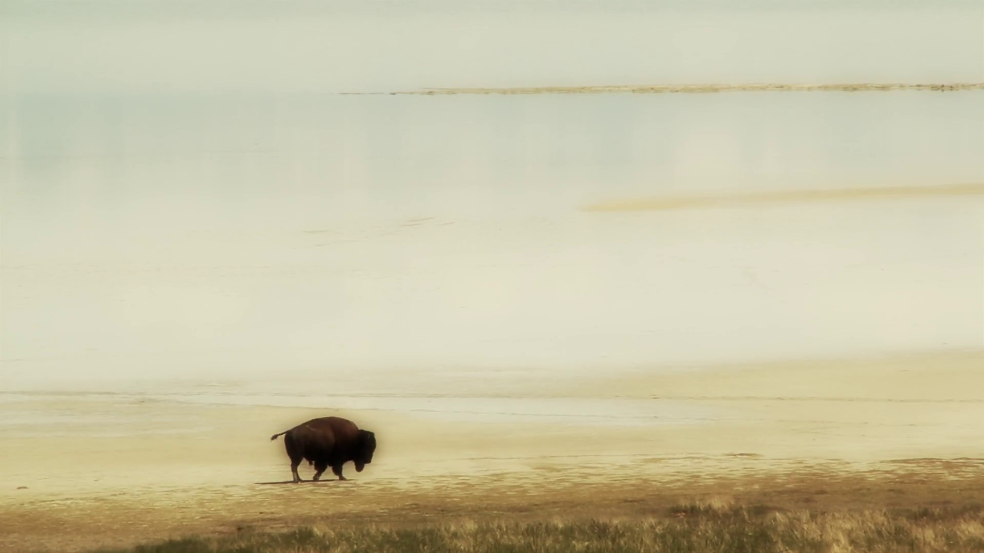 Buffalo Walks Across Desert Stock Footage SBV301030084 Storyblocks