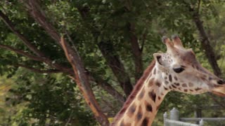 Giraffes at the Zoo 2