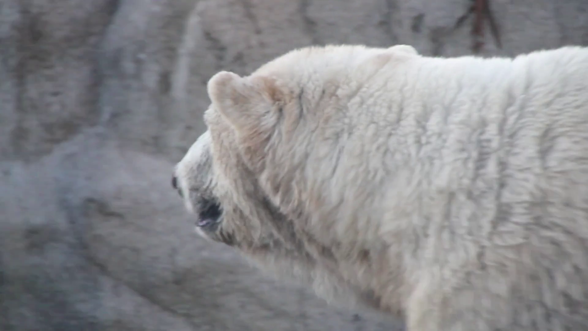 Polar Bear In Captivity Stock Footage SBV-301039193 - Storyblocks