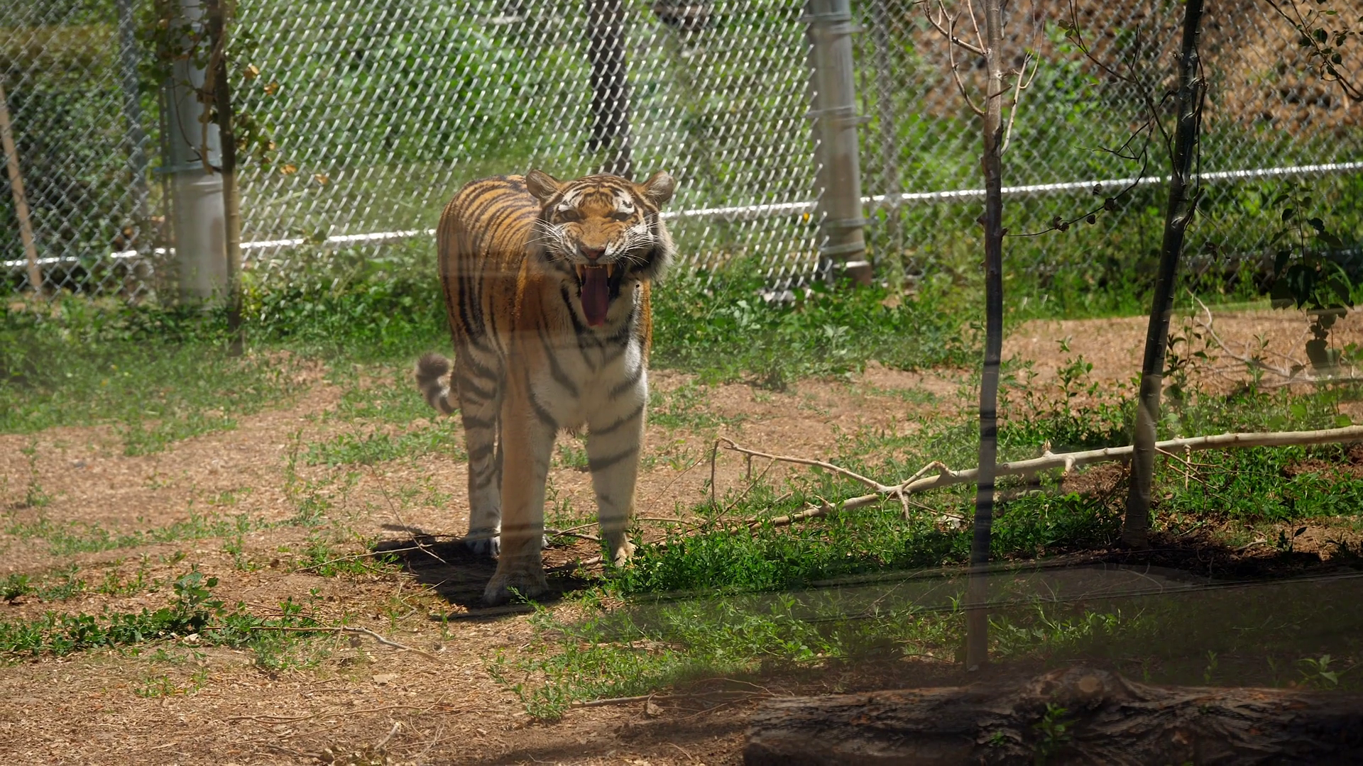 A Beautiful Large Siberian Tiger Behind Glass Cage At The