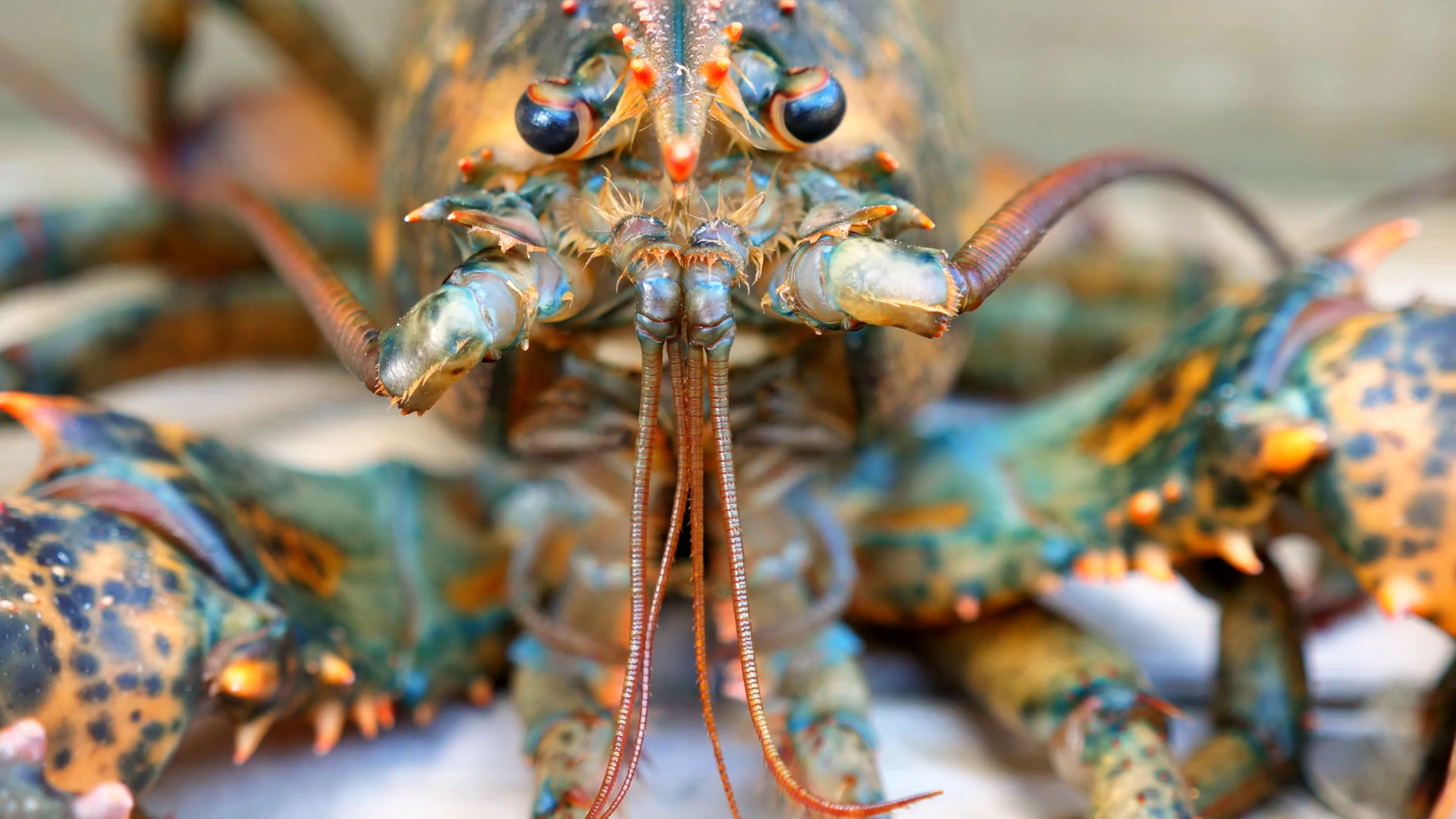 A Close Up Of Fresh Lobsters On Stairs Stock Footage SBV316951094