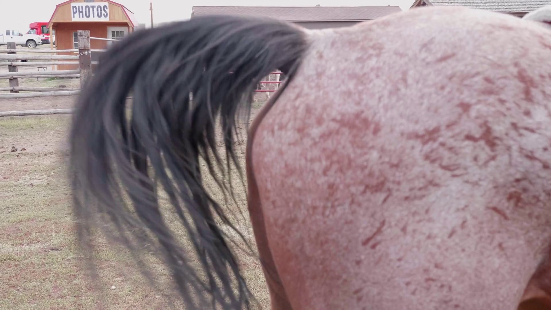 Slow Motion Shot Of Horse Whipping Tail Stock Footage SBV327492416